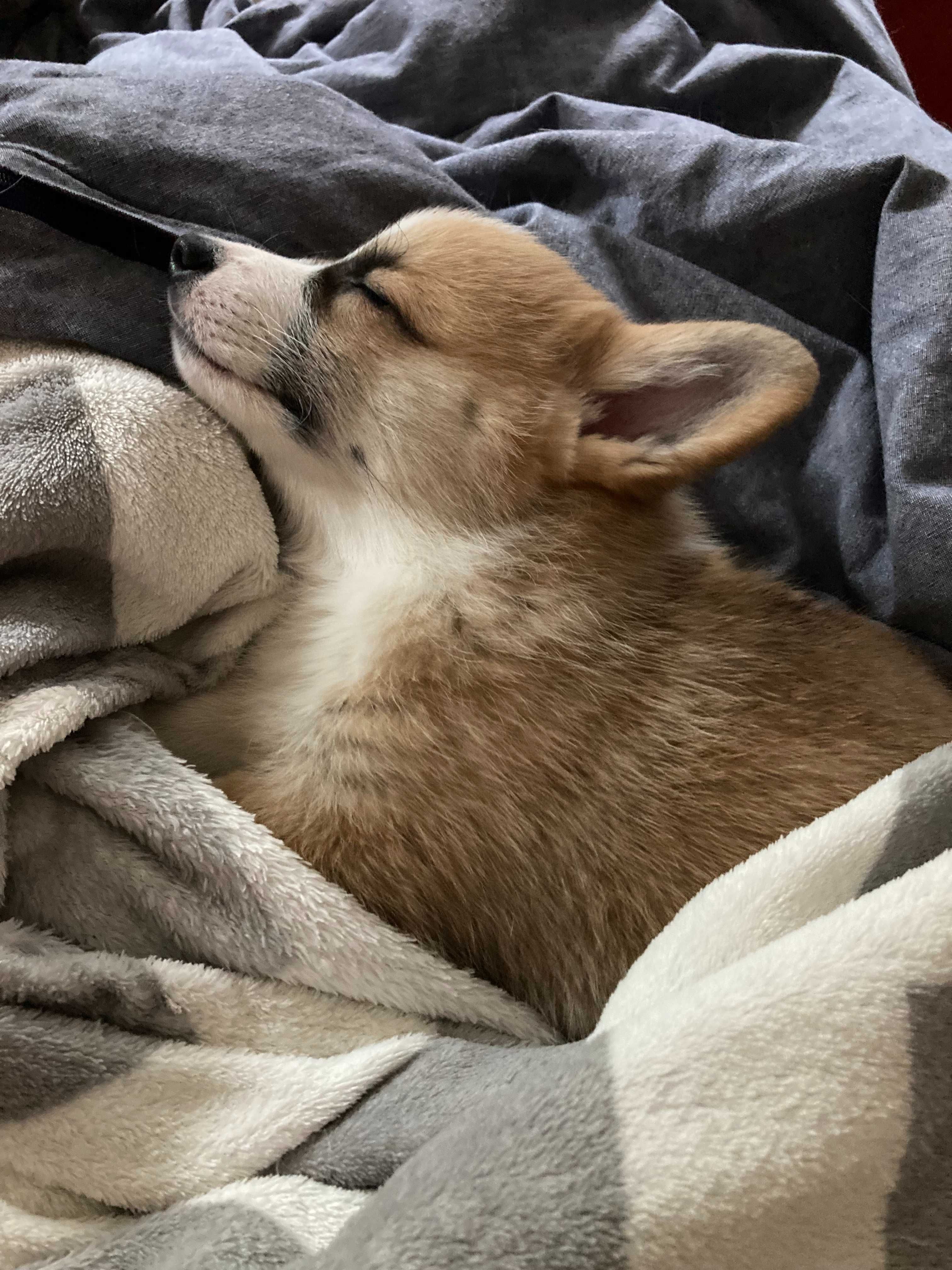 Szczeniak Welsh Corgi Pembroke, chłopak (FCI/ZKwP)