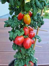 Pomidor kolumnowy