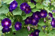 Nasiona pnacza morning glory fioletowe kwiaty wilec purpurowy