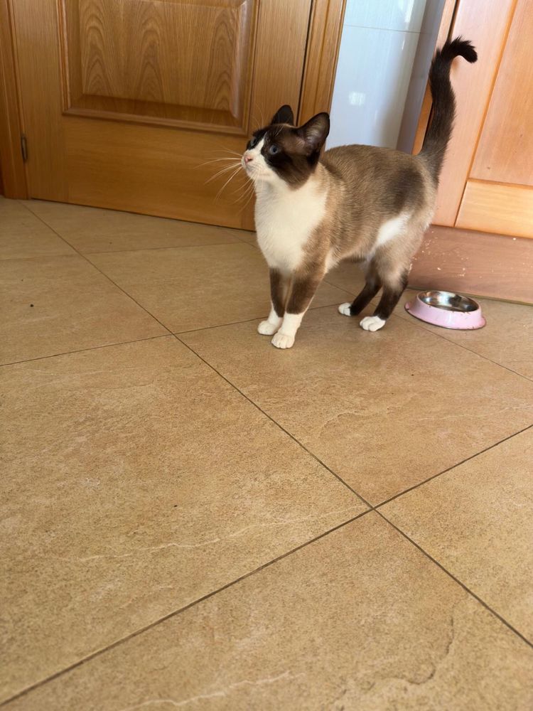 Gato para Adoção Responsável