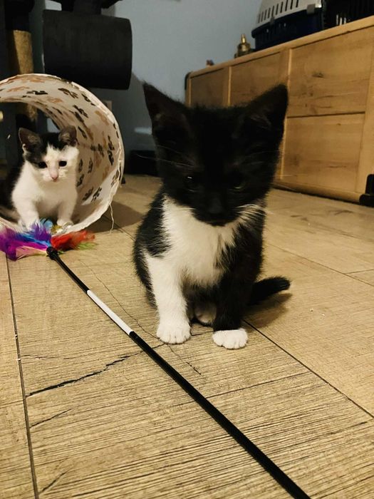 Dwumiesięczne rodzeństwo do adopcji