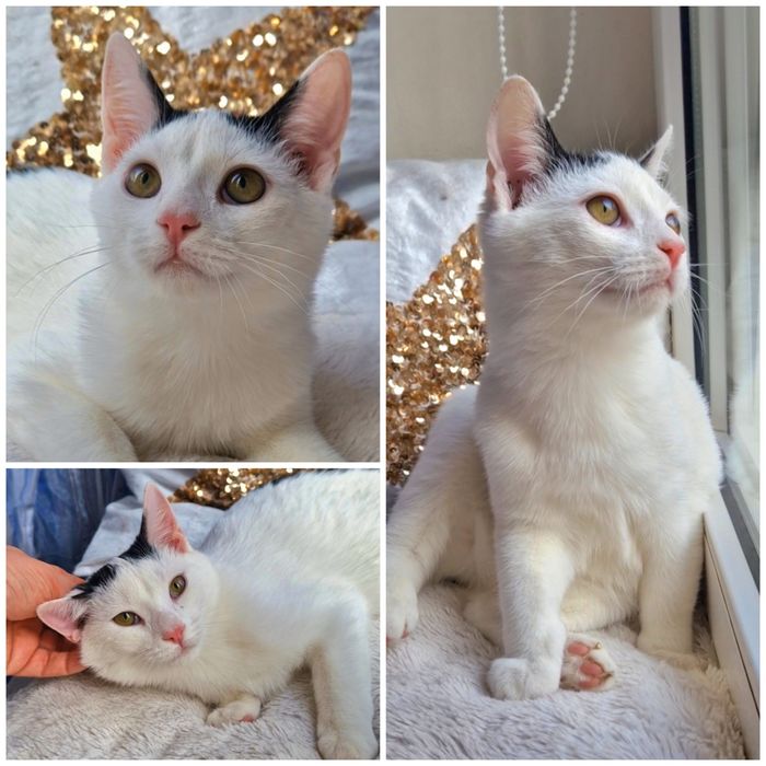 Милый котенок Каспер  ищет дом!
