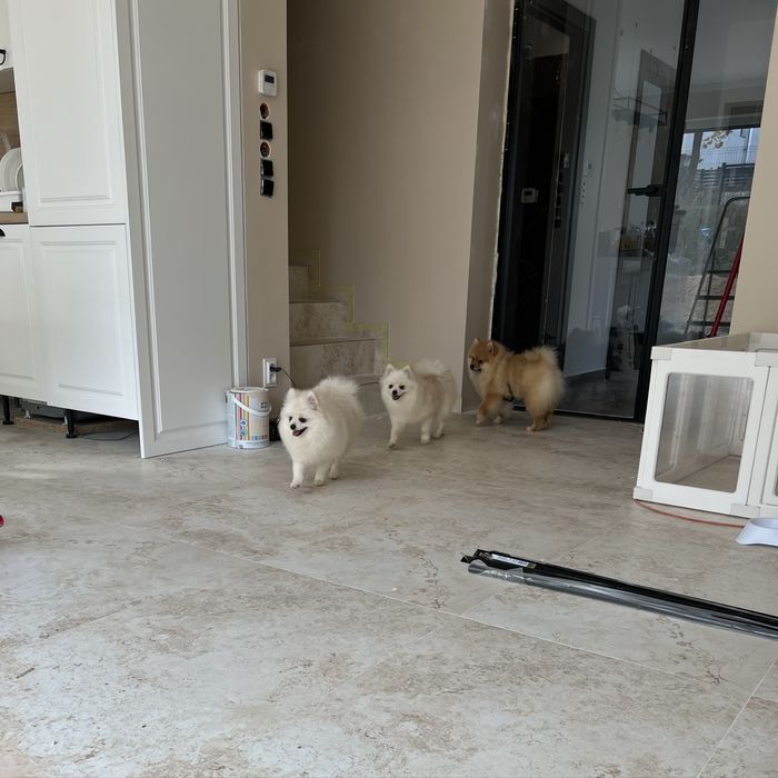 Szpic miniaturowy pomeranian suczka biała-cream