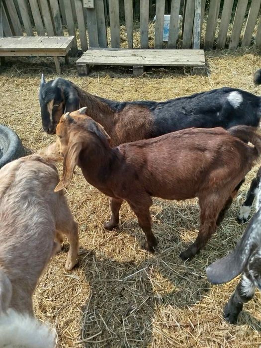 Молоді козлятка.