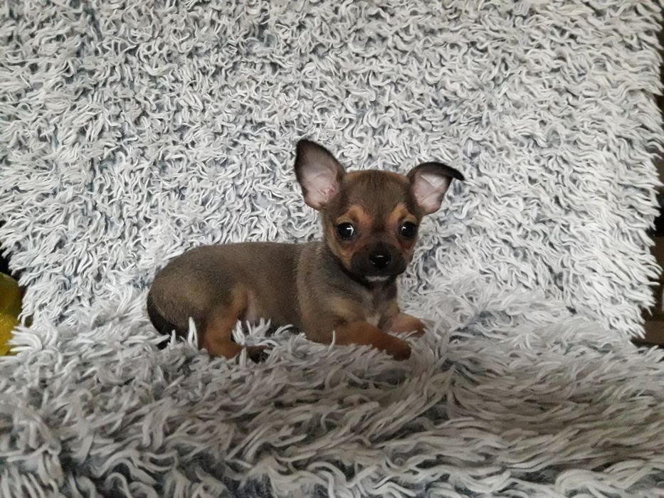 Chihuahua piasek krótkowłosy