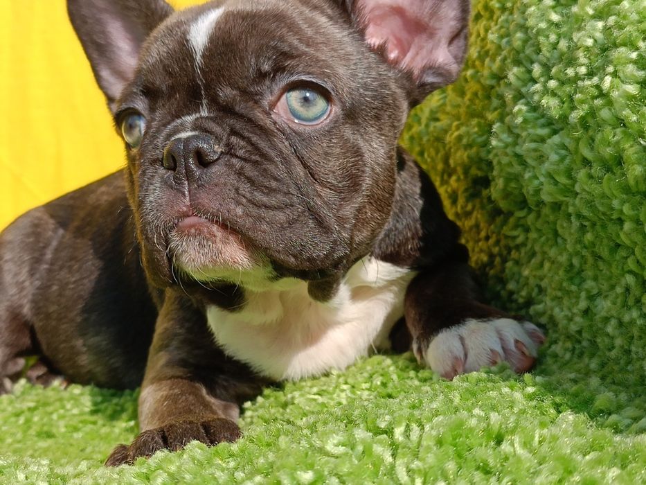 Файні дівчатка.!