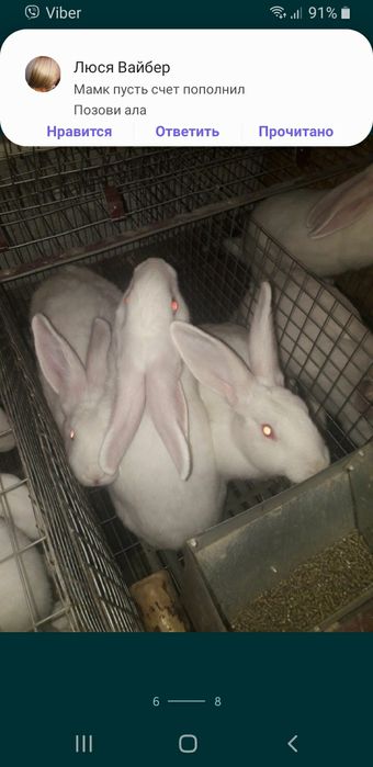 Самки самцы серебро термоны