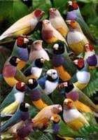 Vendo diamantes gould azuis pratas amarelos