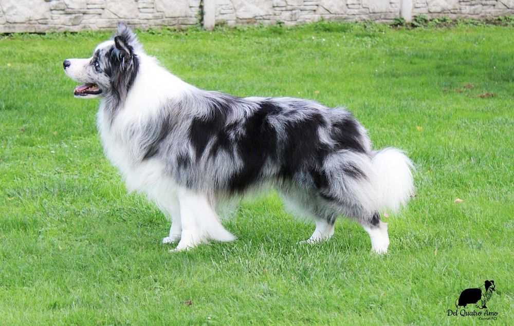 Border collie dziewczynka NAK-SU - ZKwP - gotowa do zmiany domu