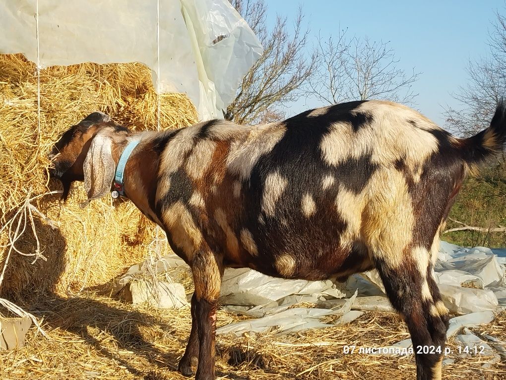 Цап англонубійський