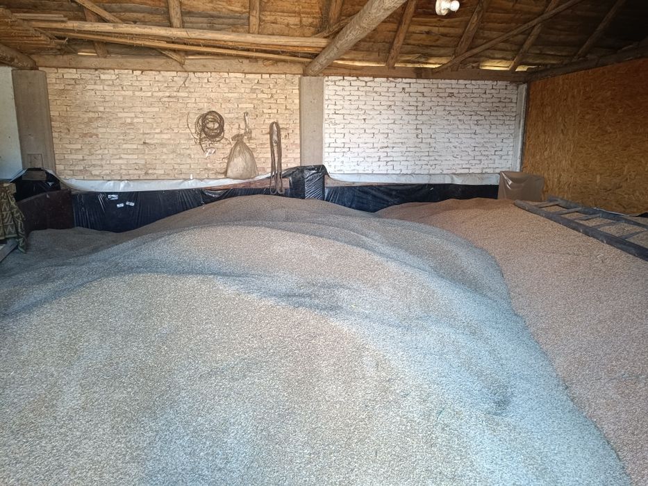 Zboże z tegorocznych żniw pszenica,żyto,kukurydza, słonecznik