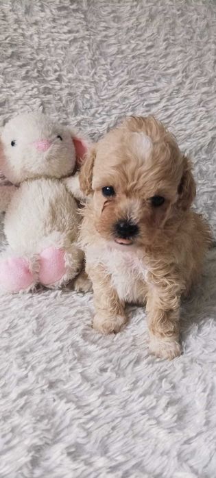 Maltipoo/Frispoo poochon bichpoo po rodowodowych rodzicach.