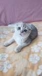 Шотландский котик голубой золотой ау11