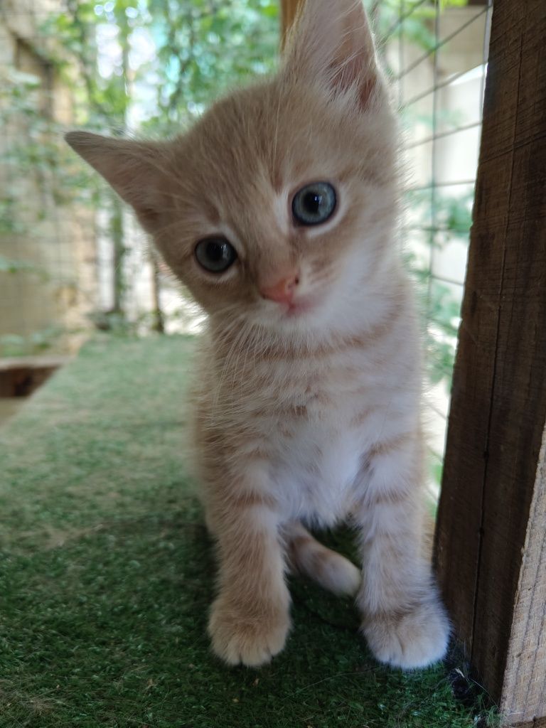 Котенок в добрые руки