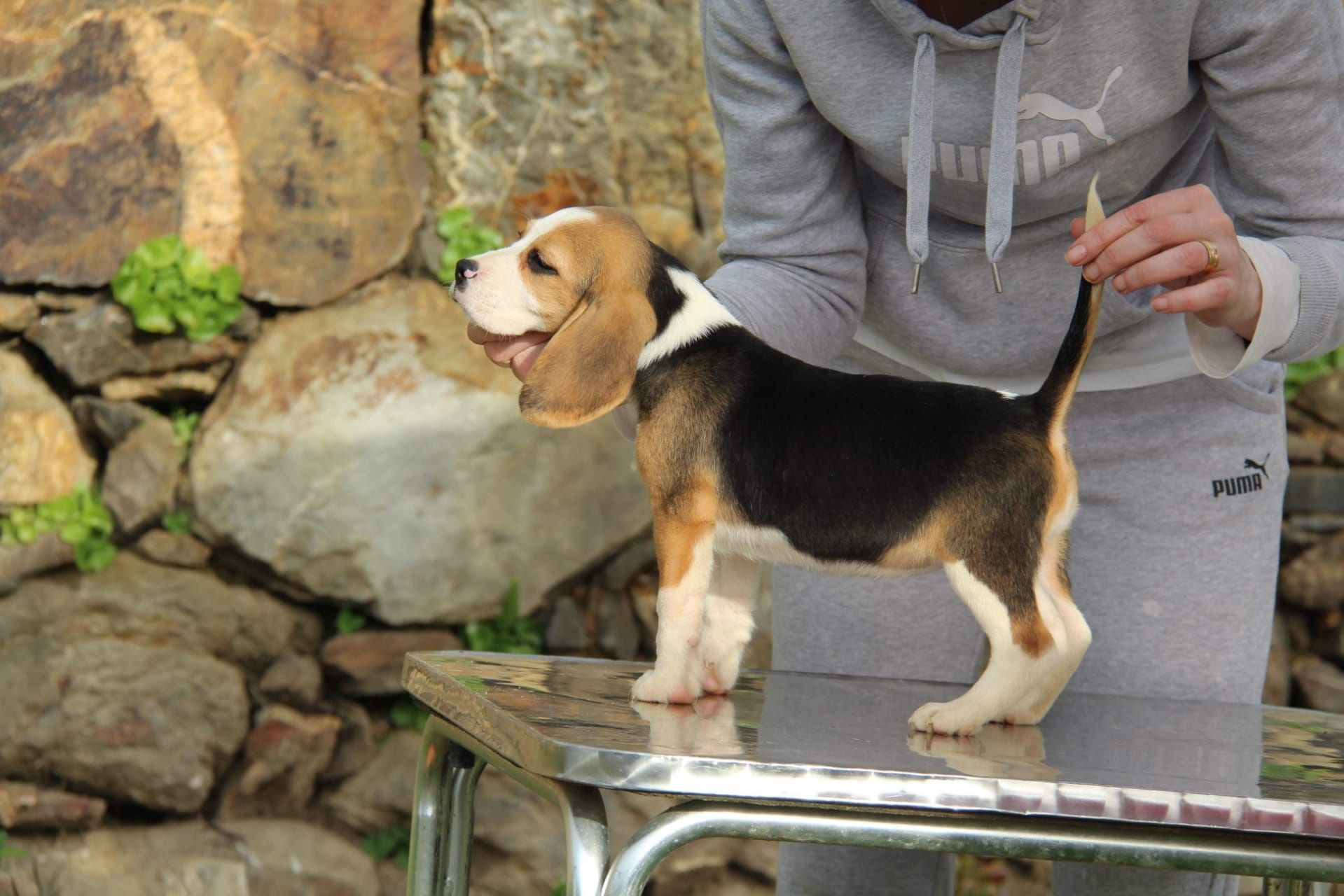 Cachorra Beagle com Lop