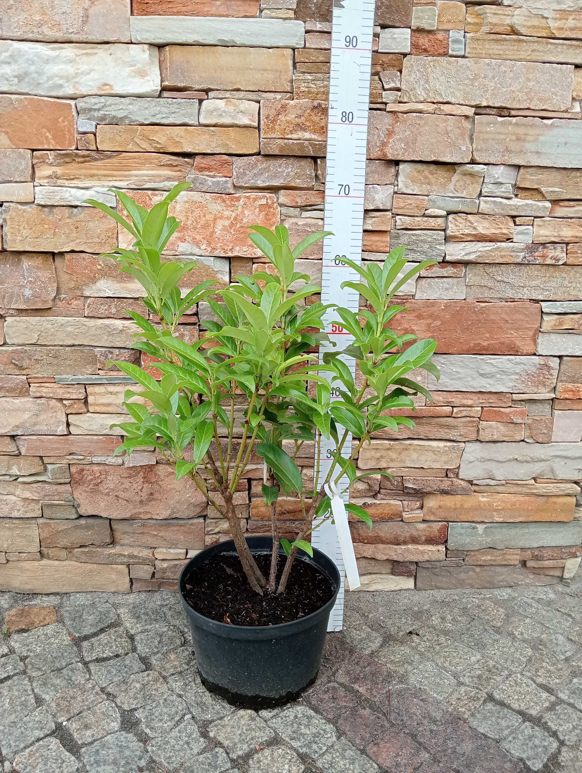 Laurowiśnia/Prunus laurocerasus Genolia ~ 70 cm