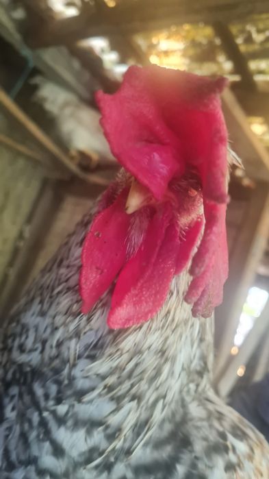 Galo Cream Legbar puro