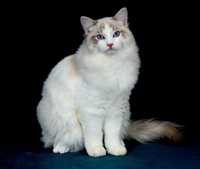 HUNTER FelinityLand*PL kocurek Ragdoll seal bicolor tabby