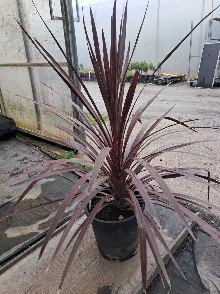 Kordylina czerwona Red Star ok 80cm