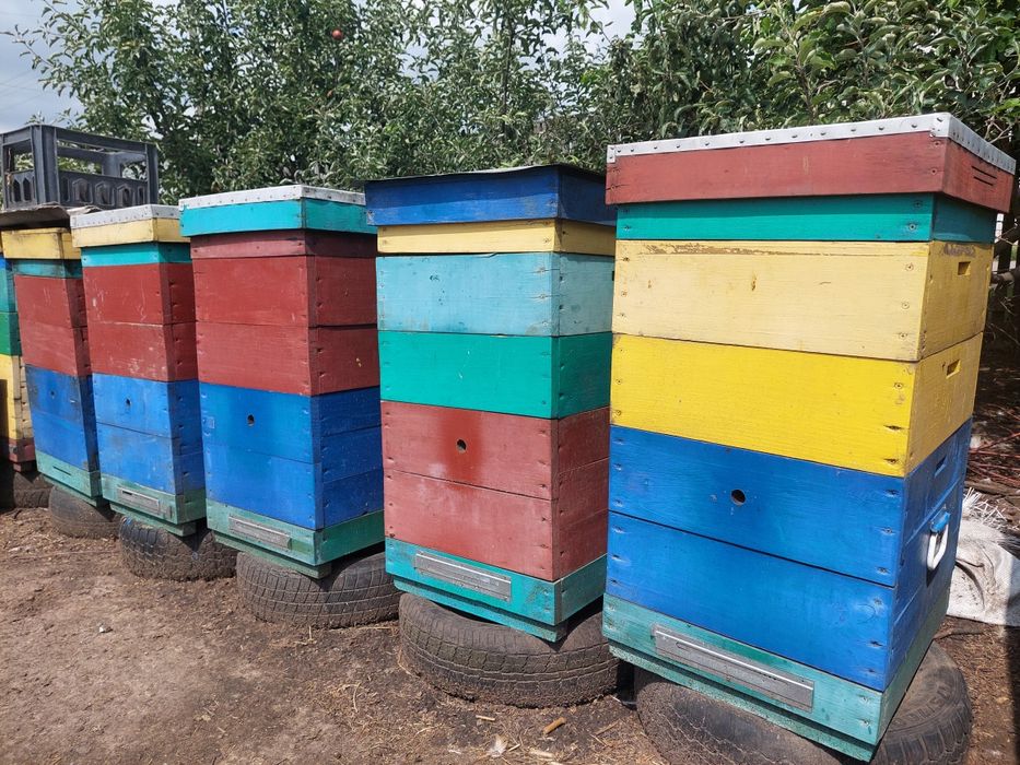 Вулики для бджіл пасіка бджоли рій вулик Дадан