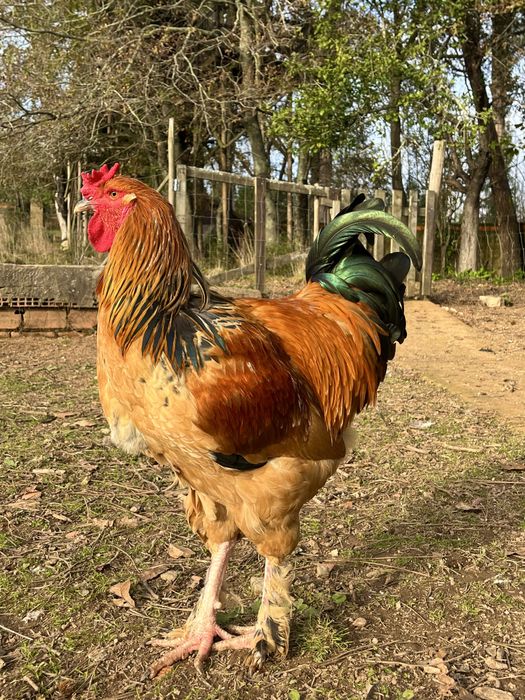 Vendo Galos cruzados Surenha x Brahma Buff