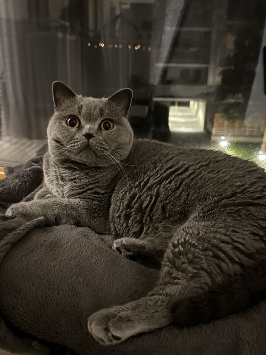 Sprzedam kota brytyjskiego