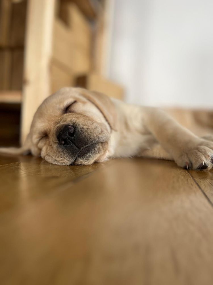 Biszkoptowy piesek Labrador Retriever. FCI