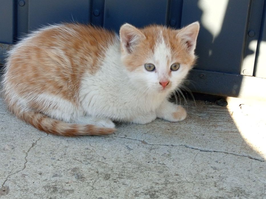 Małe kotki do oddania