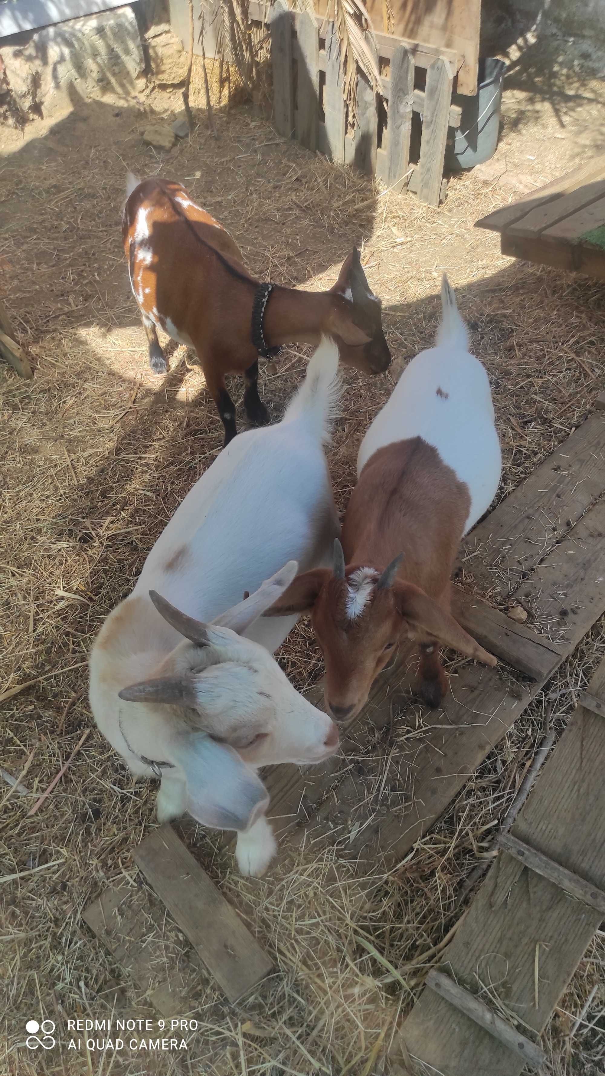 Cabras anãs á procura de um novo lar ( mãe, filho e filha