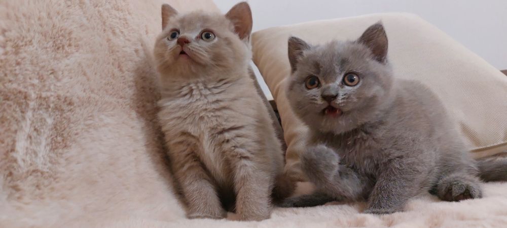 Британські короткошерсті кошенята.