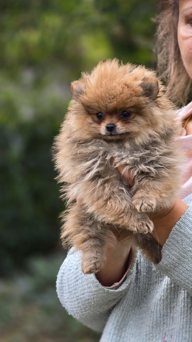 Pomeranian cudowna suczka