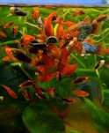 Platys vermelhos sortidos