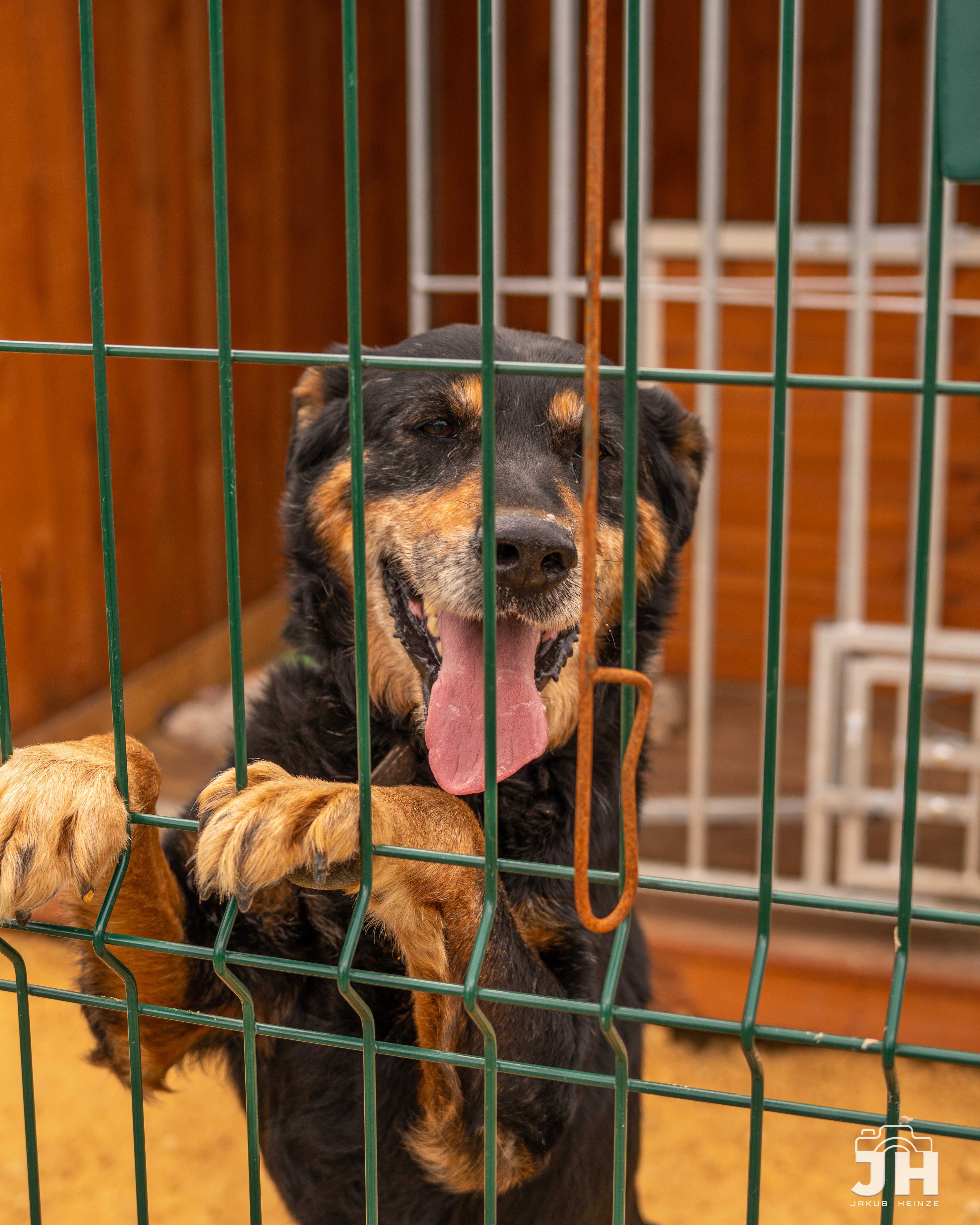 Scooby do adopcji!