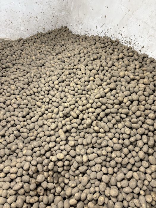 Ziemniaki w kalibrze sadzeniaka soraya