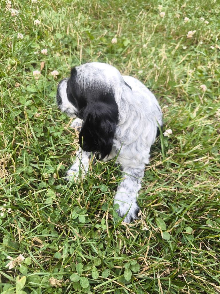 Cocker spaniel angielski samiec blue roan