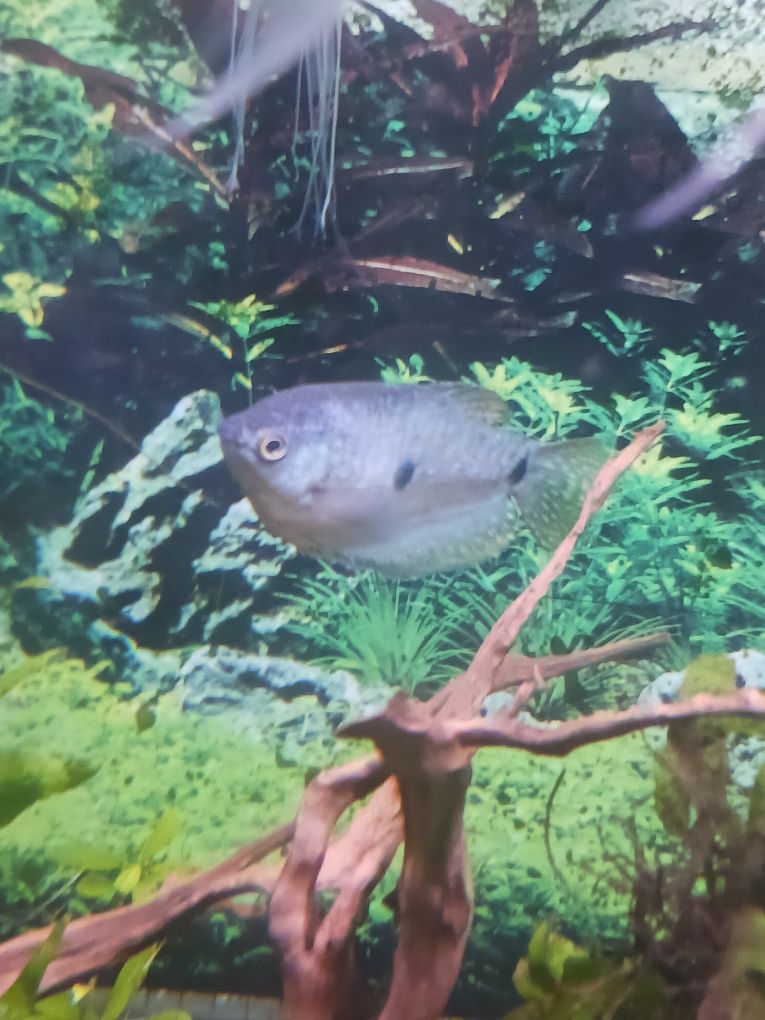 Peixe gouramis já adulto