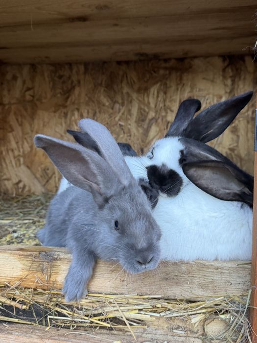 Sprzedam króliki rasy Olbrzym Srokacz Czarny oraz Niebieski