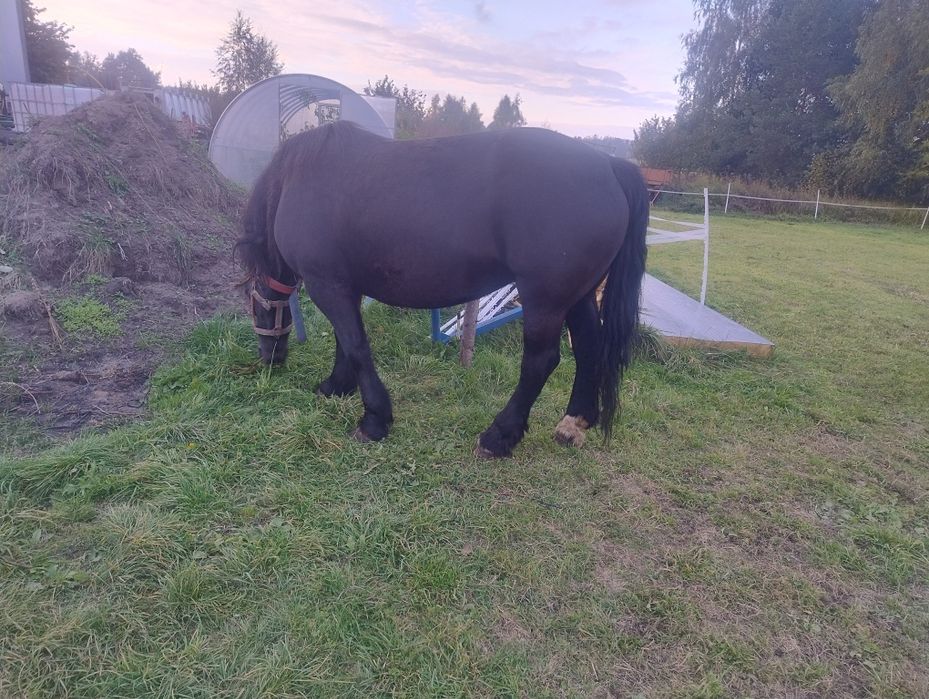 Klacz zimnokrwista zrebna, źrebak