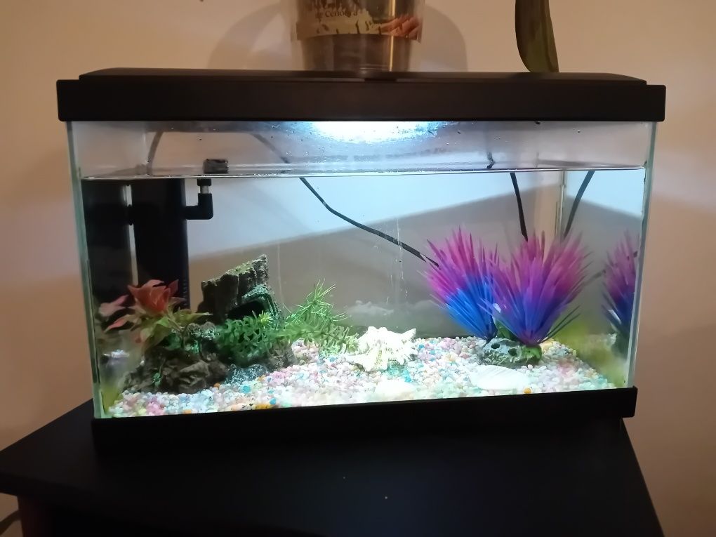 Aquário completo + 2 peixes