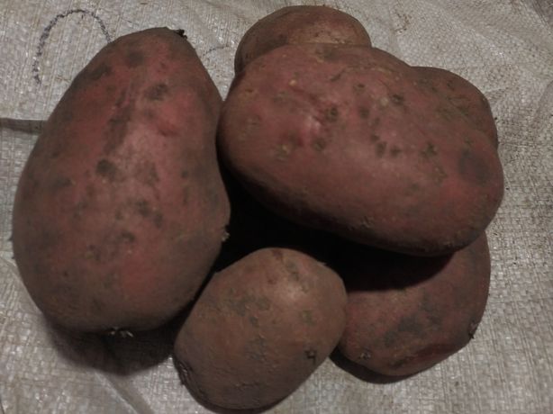 Продам картоплю домашню сорт санібель