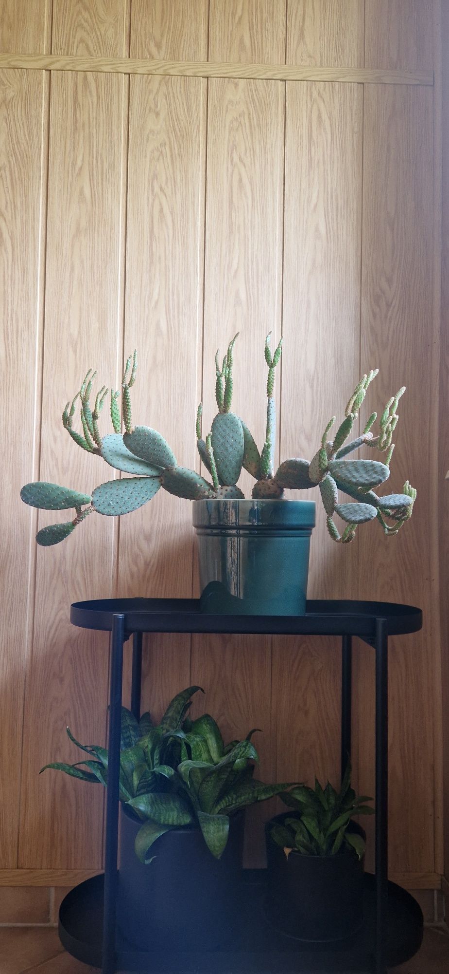Kaktus Kwiat opuncji opuncja