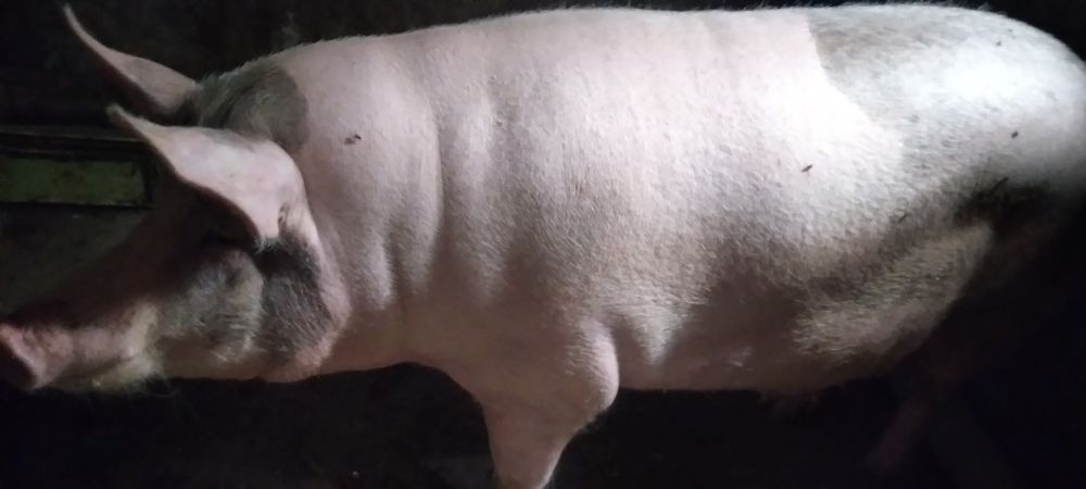 Vendo porca casseira