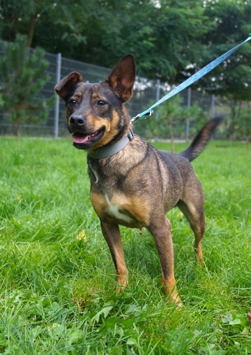 Mały Aviko do adopcji