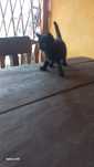Kotek kocurek Puchaty