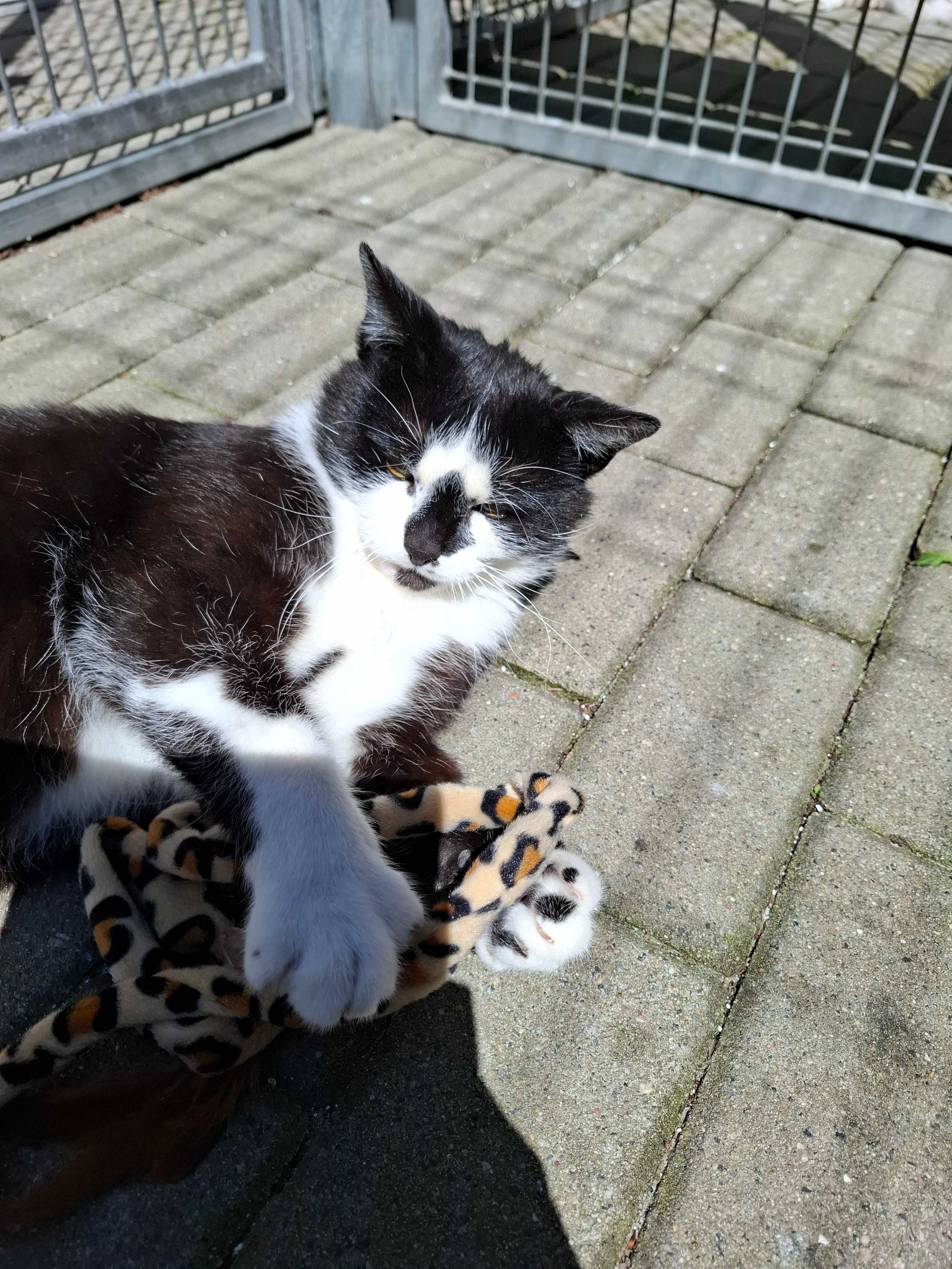 Czarno-biały Amper zamieni schroniskowy boks na kochający dom