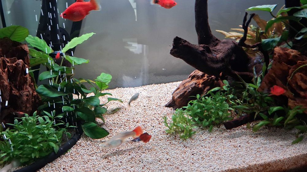 Guppy's machos e femeas para venda