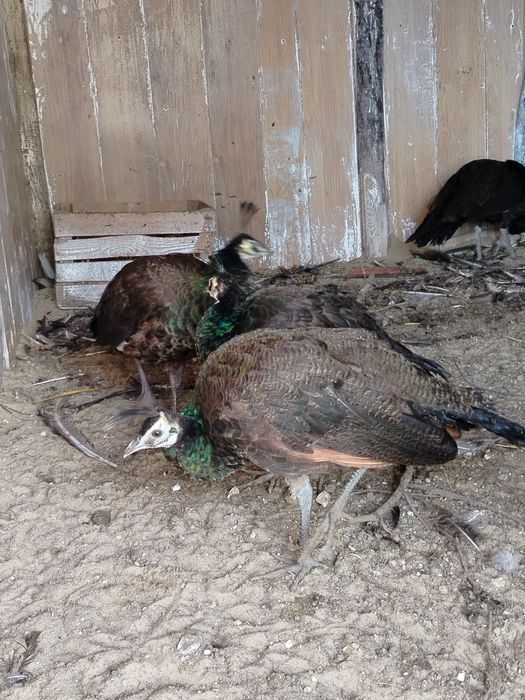 Paw szmaragdowy pawie szmaragdowe szmaragdy