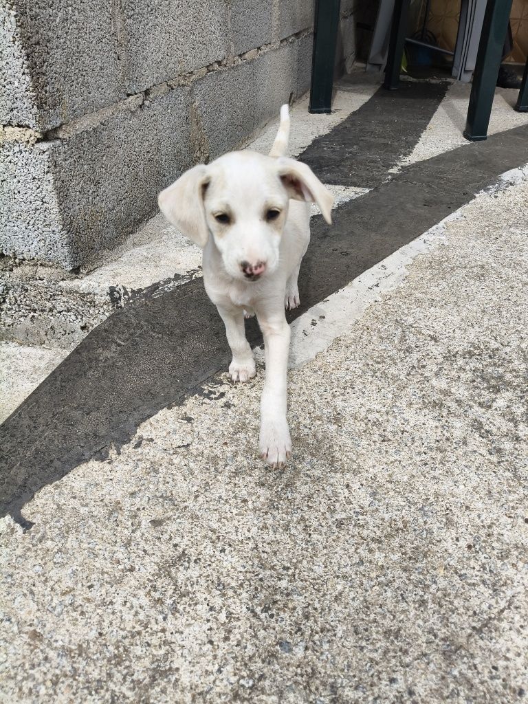 Cães para adoção responsável
