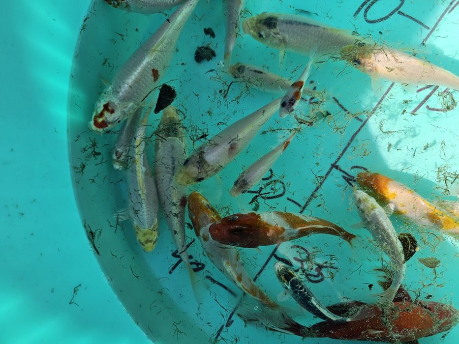 Carpas koi 10-20 cm