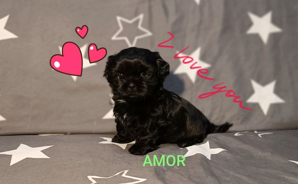 Shih Tzu piesek , odbiór od 18.10.2025